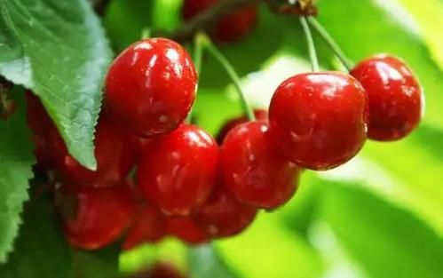 尿酸|螃蟹是痛风“加速器”吗?提醒:肾脏不好的人,尽量少吃4种食物