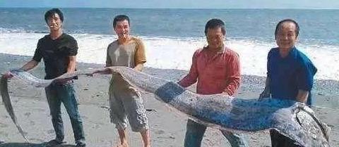 浙江渔民捕获“龙王鱼”,住在深海体长可达6米,传说能感知地震