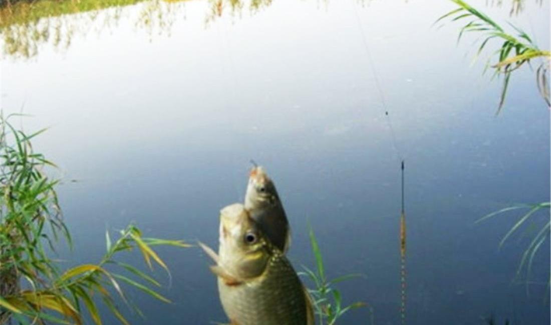 饵料|春季钓鲫鱼，牢记一钓二不三勤，照做的钓友渔获都不差