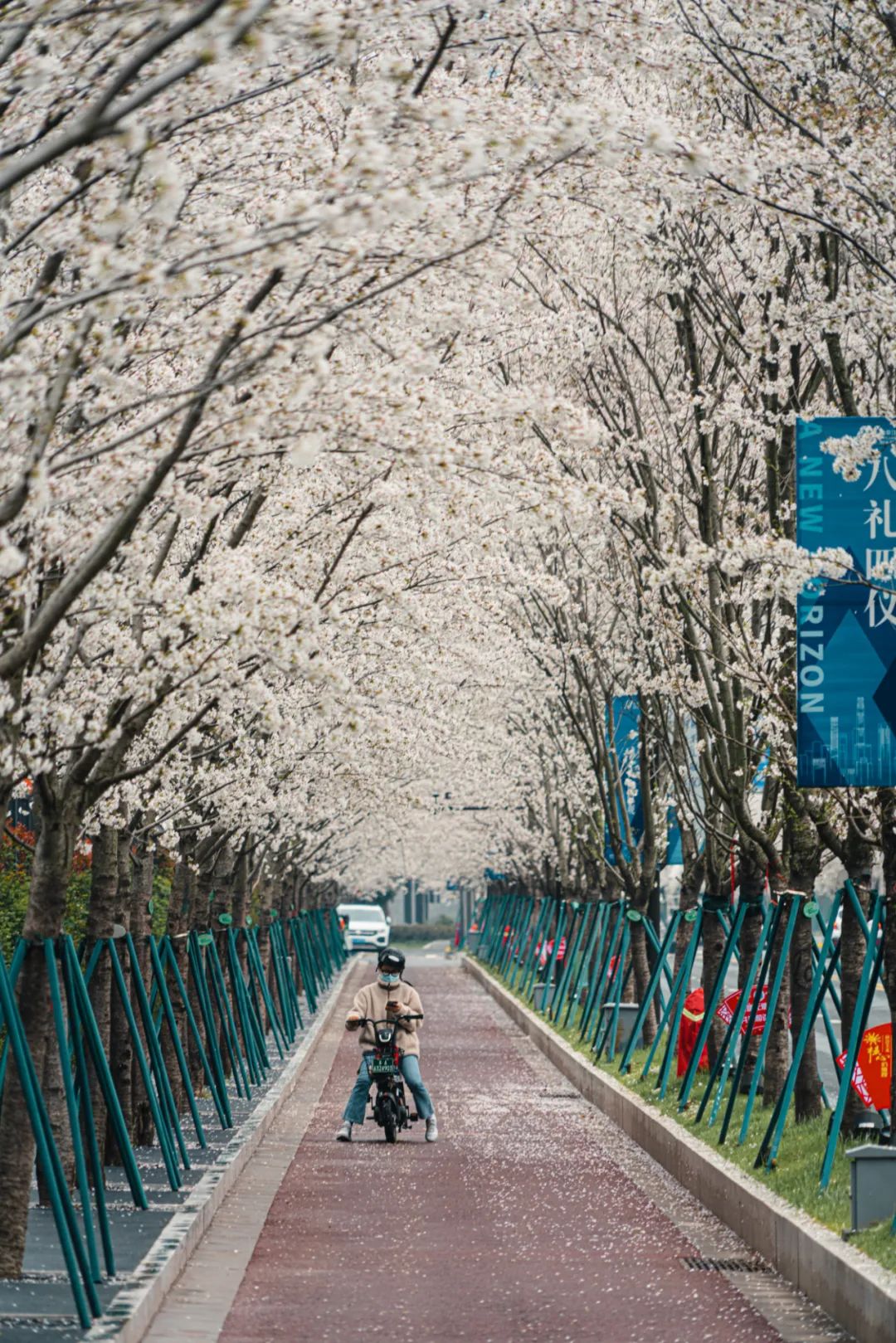 泼水节|凤滁路樱花！绵延2公里的浪漫！