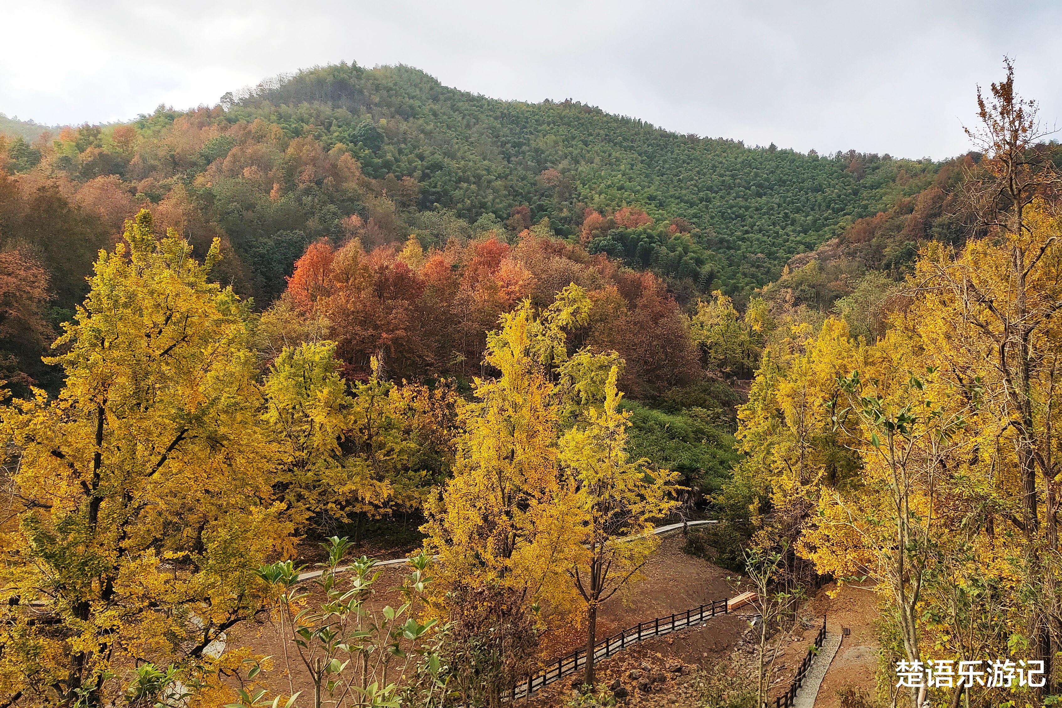 银杏树|浙江这个古村落居于山岙，却成为网红村，1200多棵银杏树美如仙境