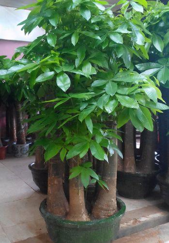 客厅养花“有讲究”,别随便,这6种,高档有格调,还能净化空气