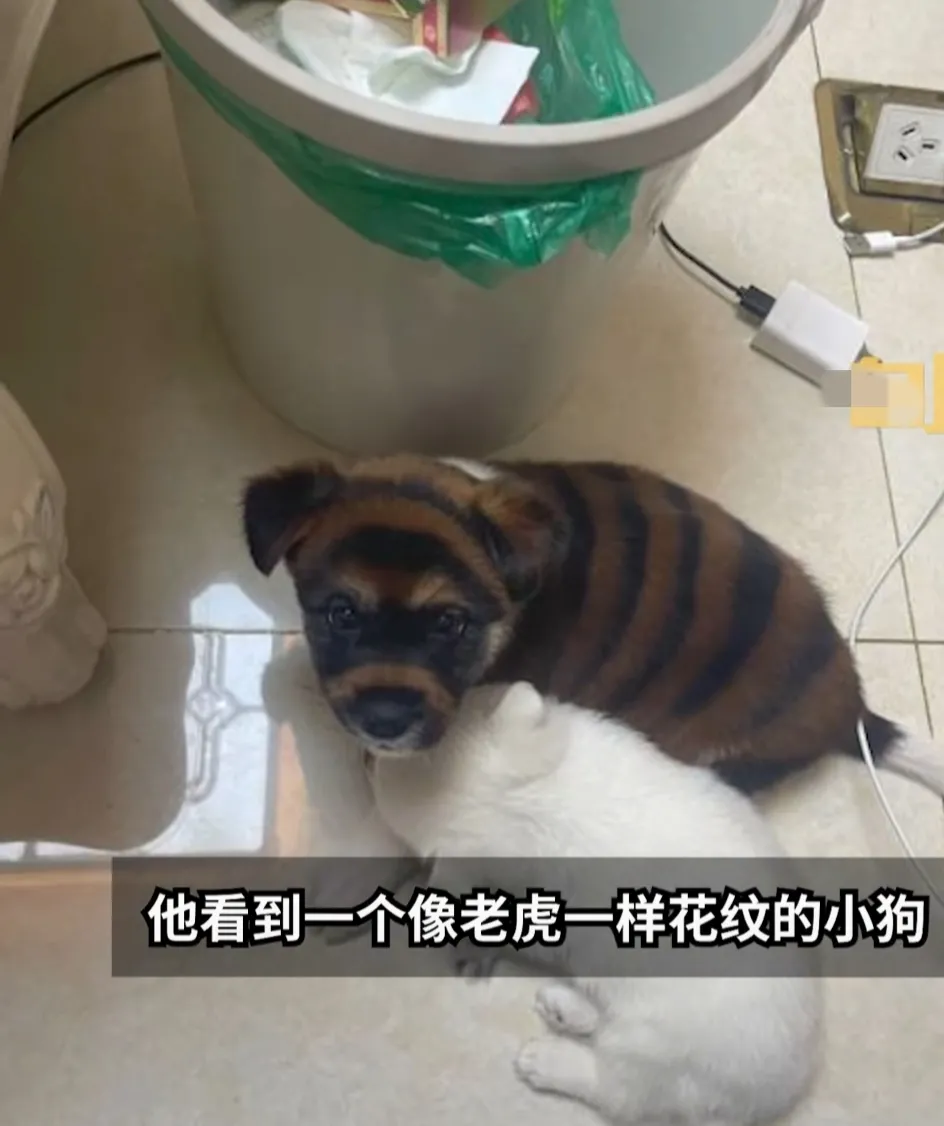 河北保定,一男子花700元买了一只被染色的虎皮犬