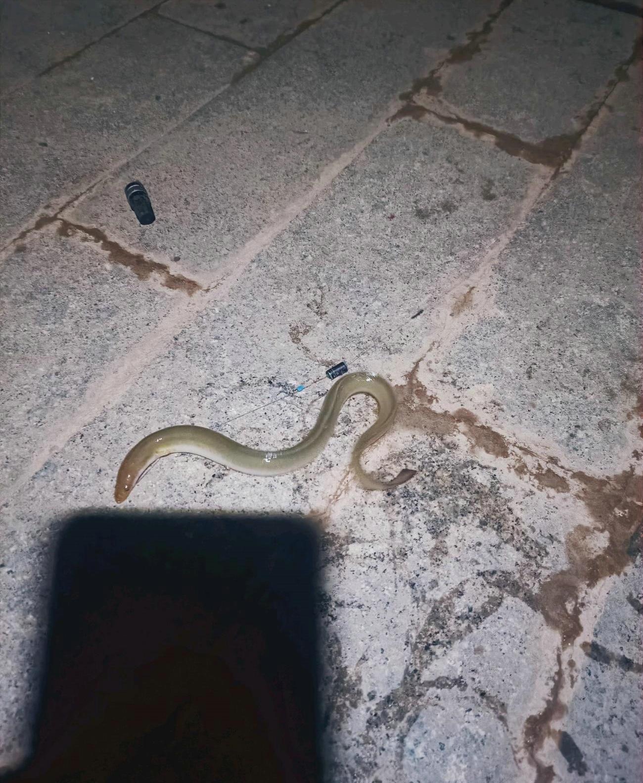 西江|广西男子半夜从西江钓起奇鱼，不敢捉就放生了，网友：错失500-今日头条