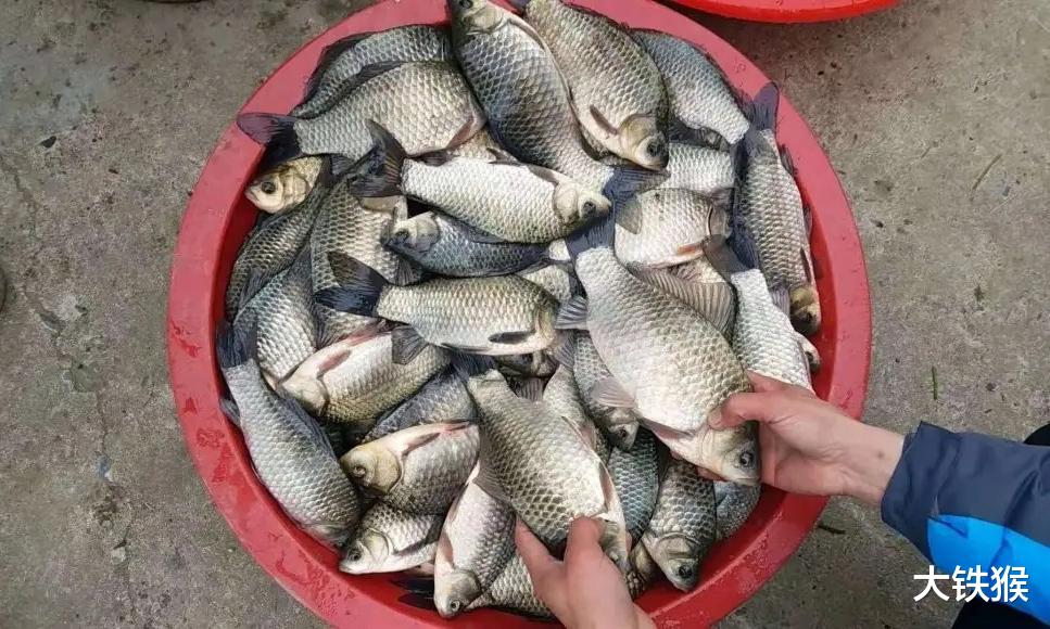 江村|冬季打窝来鱼慢?不是窝料味道差,不是钓位不够好,答案很简单