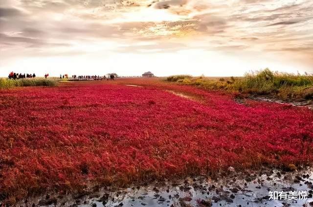 黑龙江|国内值得去的六大沼泽湿地,每个都美得与众不同,你去过几个呢?