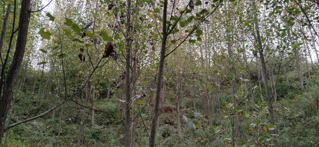 昭通|重走来时的路！云南昭通乐居镇周家口子村散步记