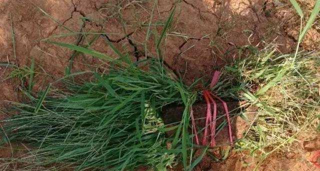 洪泽湖|洪泽湖退水出现砖块和绳索，网友疑似拋沉尸骨，却是钓鱼人打窝？