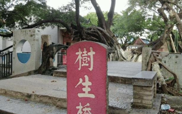 “桥即是树,树即是桥”:南方一座桥由树长成,构造奇特已300年