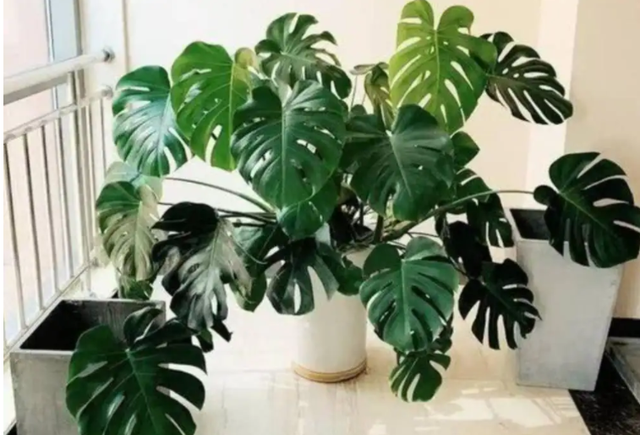 不跟人们争氧气的“6种花”,养在卧室里,睡眠都变好了