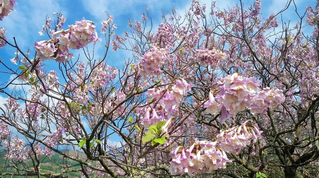 武夷山|梧桐、槐树花满枝，才是越西暮春该有的浪漫！