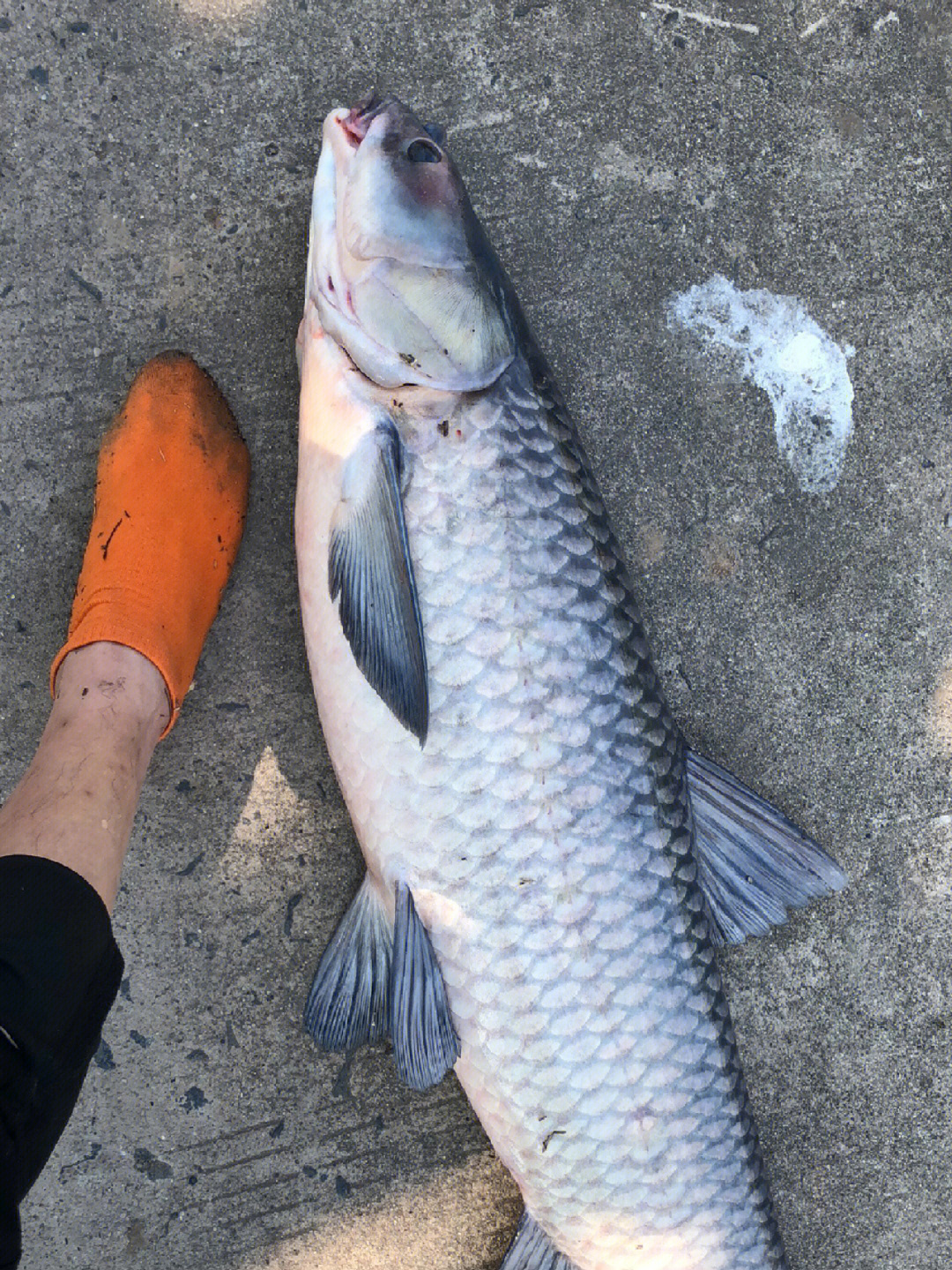 泥鳅|巨物如何钓?新手鱼种垂钓教学