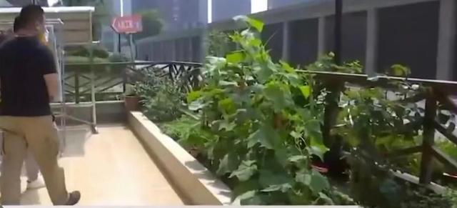 回顾:男子在自家院子种菜,准备可以吃的时候物业通知三天内铲掉