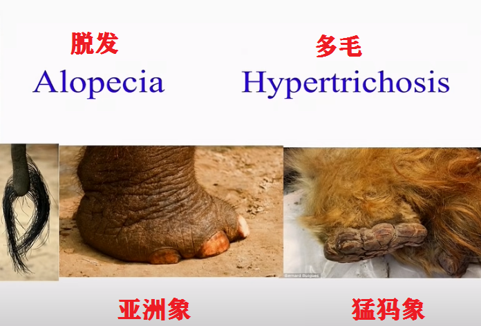 美国科学家要复活猛犸象,首批象崽将在北极放生,可能实现吗?