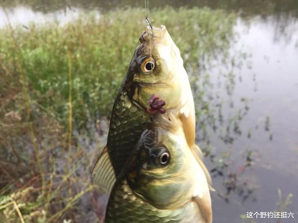 饵料|走出初春“鱼难钓”的困境,做好三点鱼获可期!切记不盲从不扎堆