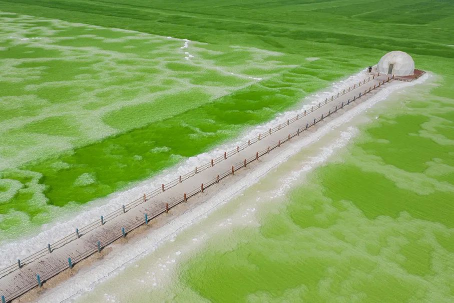 可可西里自然保护区|这个夏天,不去新疆、不去西藏!下一站:可可西里!