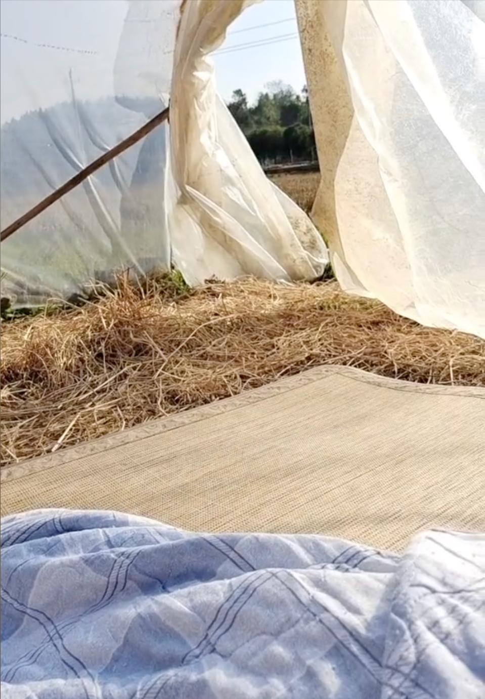 25岁女孩变阳后住在野地,本人回应:是我主动要求的,棚里很暖和