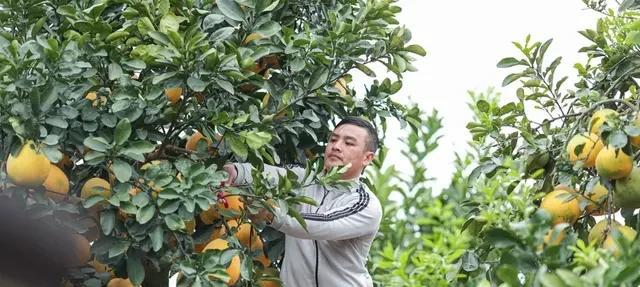 2016年他在山上挖了一棵柚子树,结果5年后出价6万都不肯卖