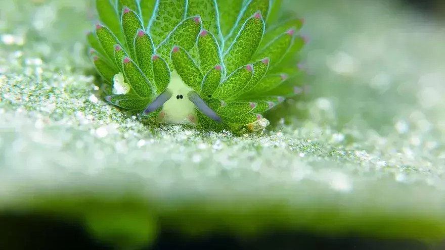 海兔：可爱而特别的海洋动物，能在体内利用叶绿素进行光合作用
