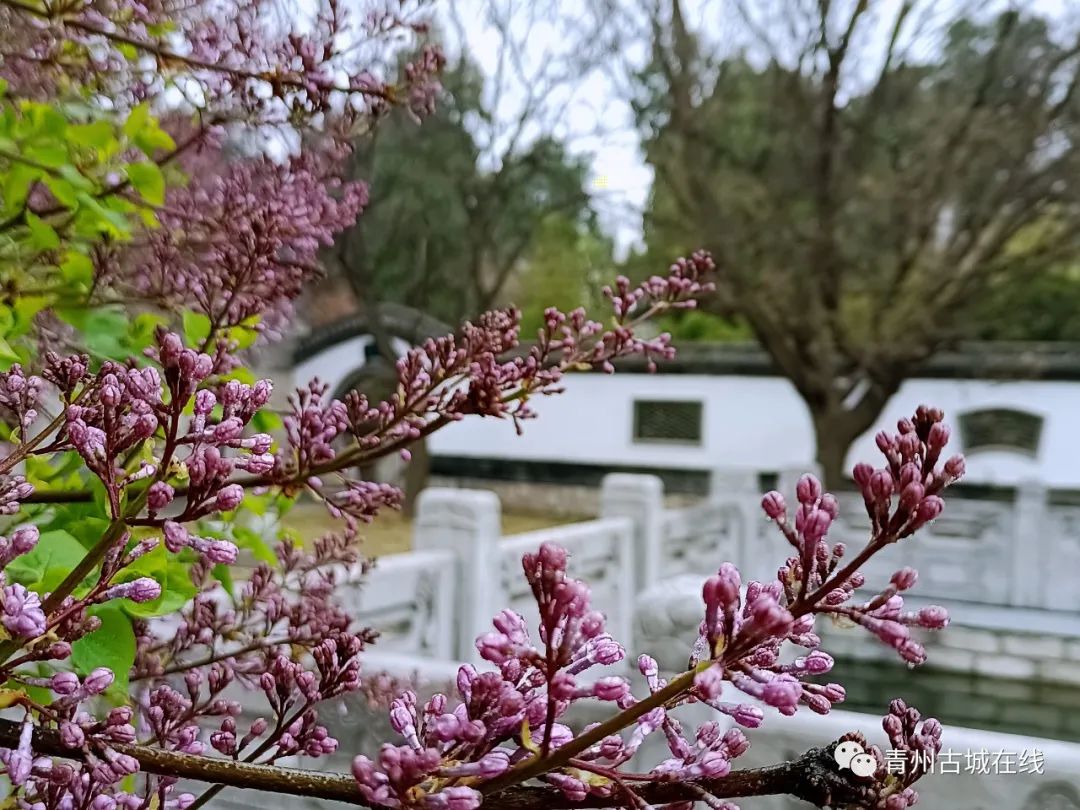 旅游日|青州古城 | 一城烟雨半城花，这里有醉美的江南之春