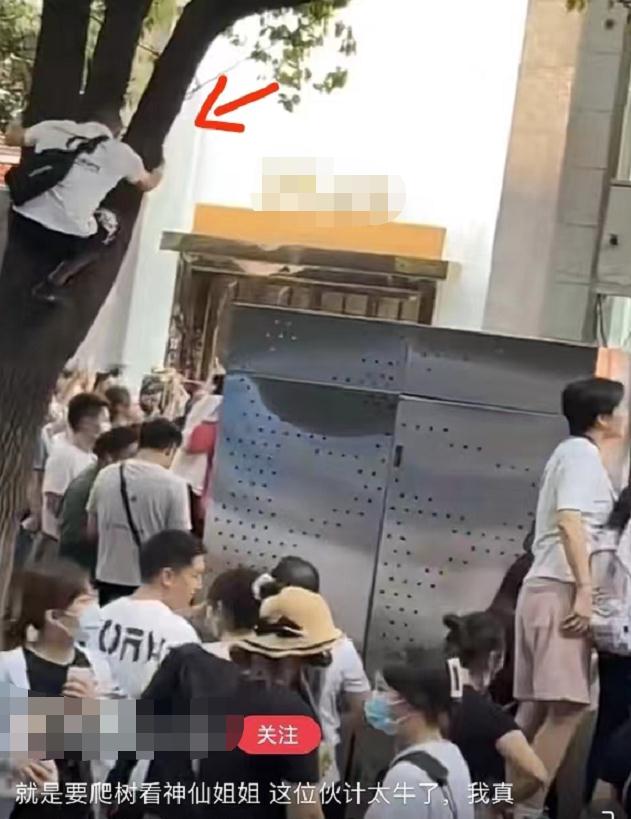 刘亦菲|刘亦菲出活动人山人海,路人顶着40度爬树看女神,国民度独一无二