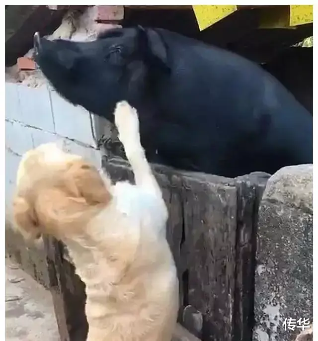 相声|相声界不允许跳门, 为什么师胜杰跳门大家没有意见