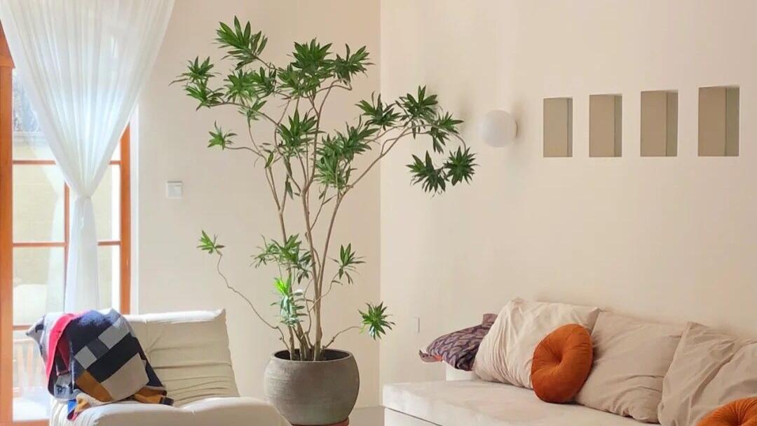 【幸福金芒果】装修攻略：客厅绿植怎么选，这点一定要记住！