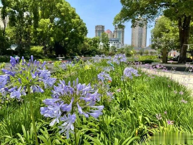 黄浦|赏夏日美景，黄浦这些好去处等你来打卡→