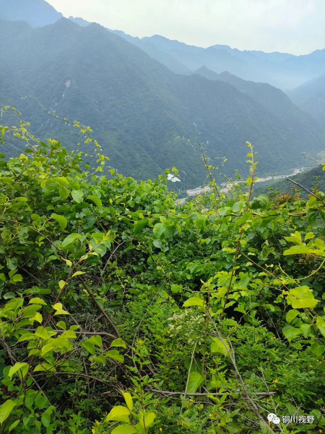 |初夏时节登鄠邑尖山