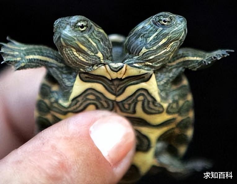 双头生物是否能二心一用?人类可以交流协作,动物则容易互相伤害