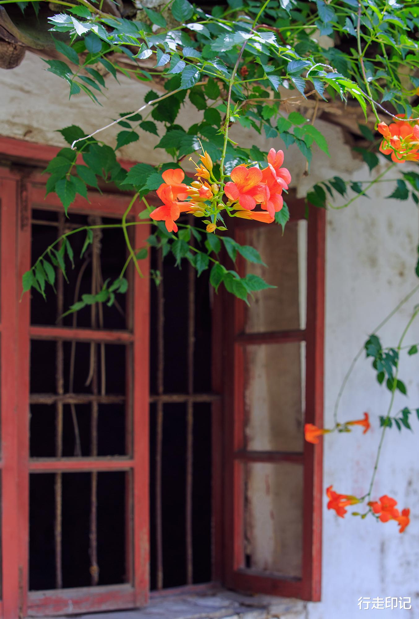 |太平老街的这片花海,足以承包你的夏天
