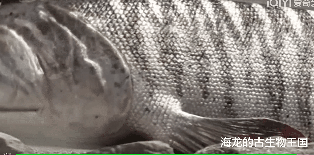 海纳螈赢得交配战役!却失去了生命竞赛!