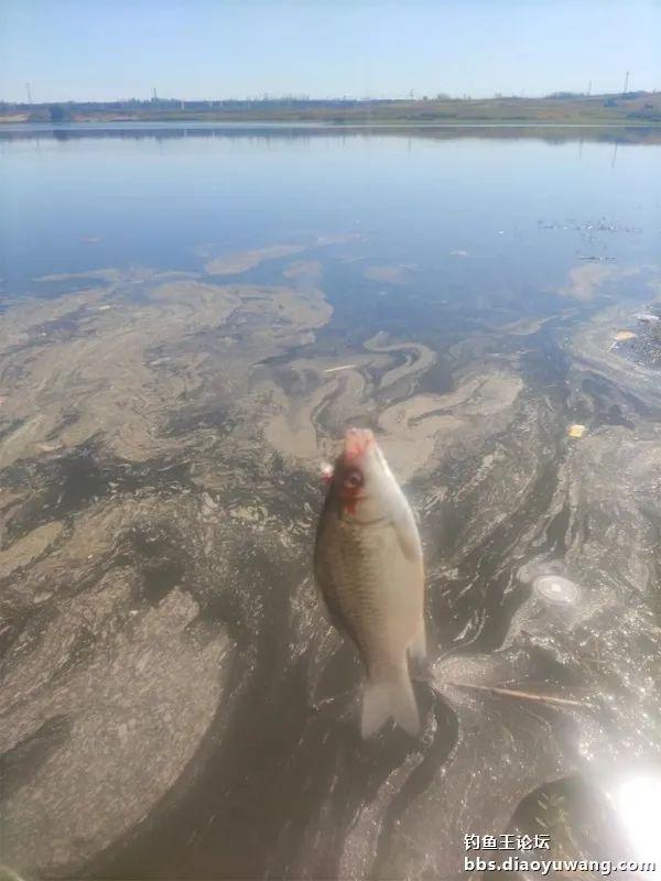 钓鱼|与天斗与人斗，斗智斗勇。今晚吃鱼终吃鱼