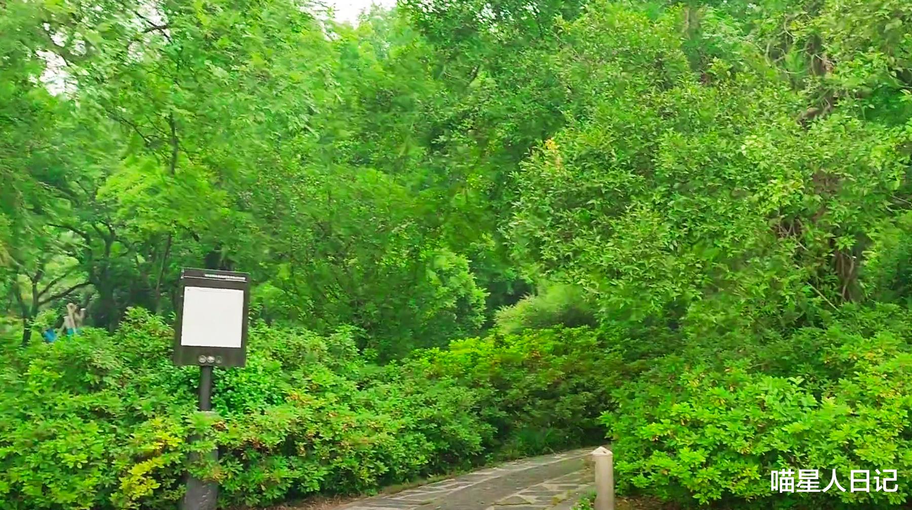 大观园|游逛武汉城区东湖磨山一角，随处可见小桥流水，还有宽阔的大草坪
