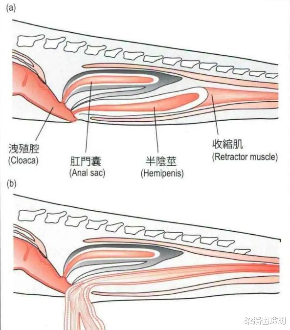 为什么大多数动物的排泄和交配,要共用一个器官?有什么好处吗?