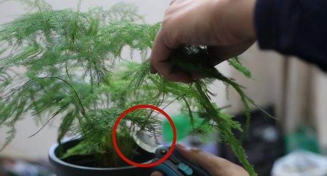 文竹|客厅、书房养文竹,5个技巧,常年绿油油,窜成拔高的“小森林”