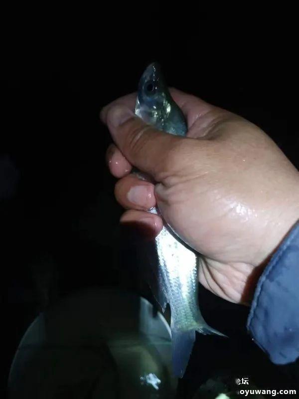 钓鱼|冬夜独钓,鱼口暴躁!