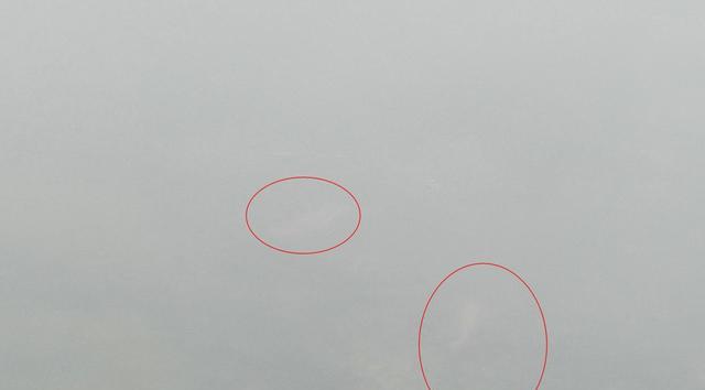 罗非鱼|福州钓友去钓鱼，发现数斤重的罗非鱼漂在河边，冻晕了？