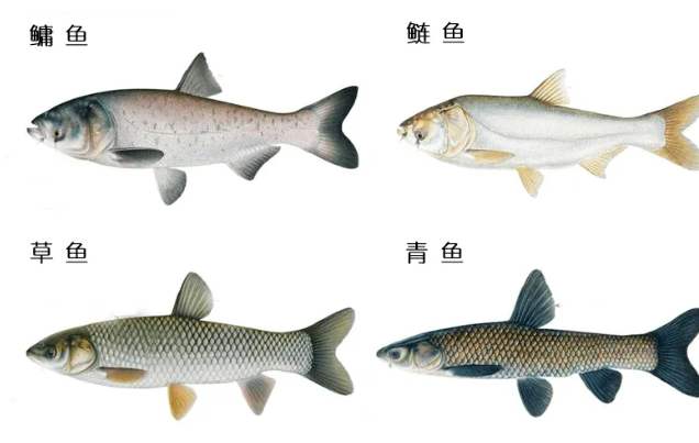 |四大家鱼的它!为何被叫鬼鱼、索命鱼?凌天二代巨物版斗青不是梦