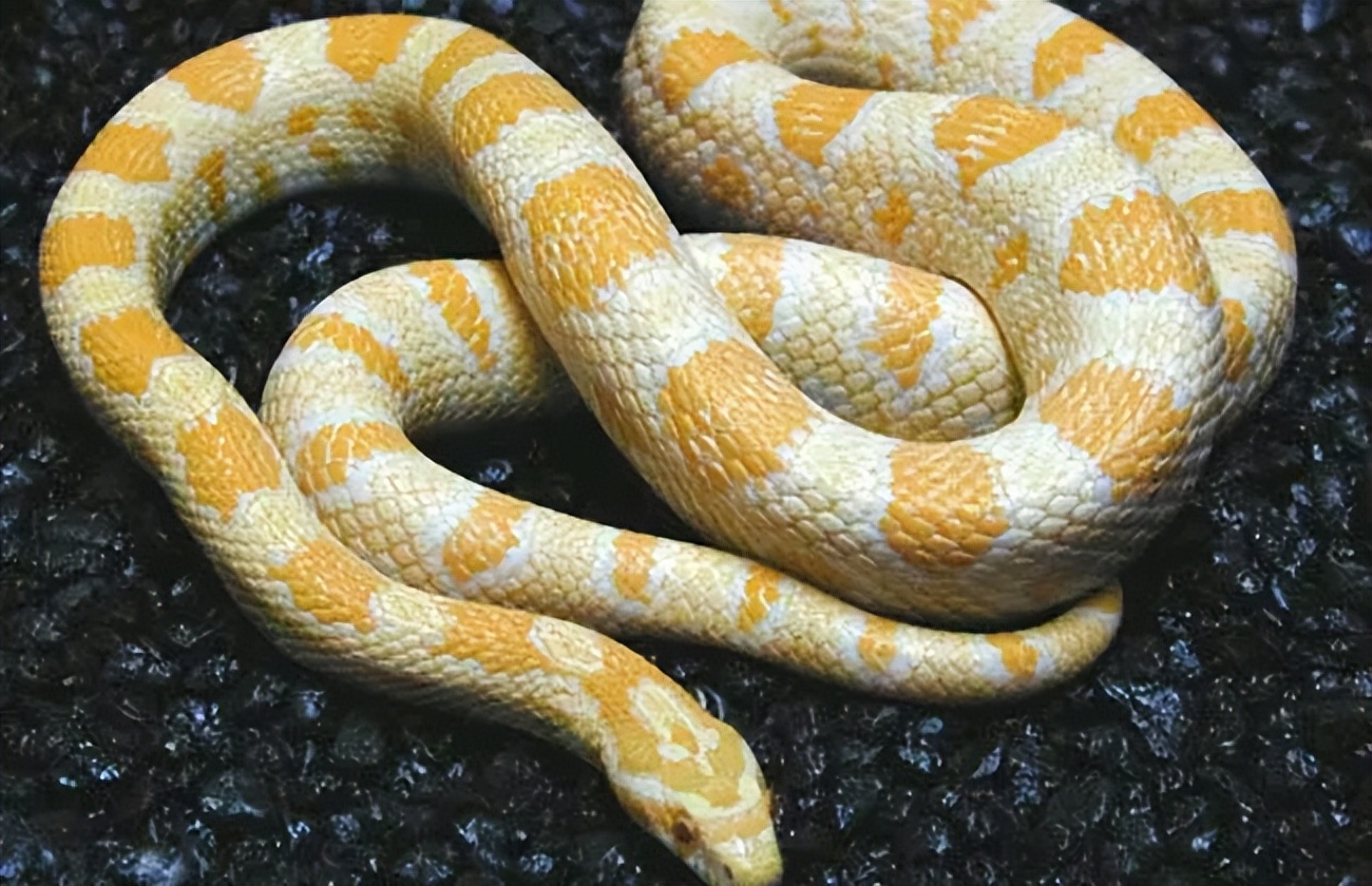 蛇类颜色越鲜艳，越危险吗？颜色能作为蛇类危险评判的标准吗？