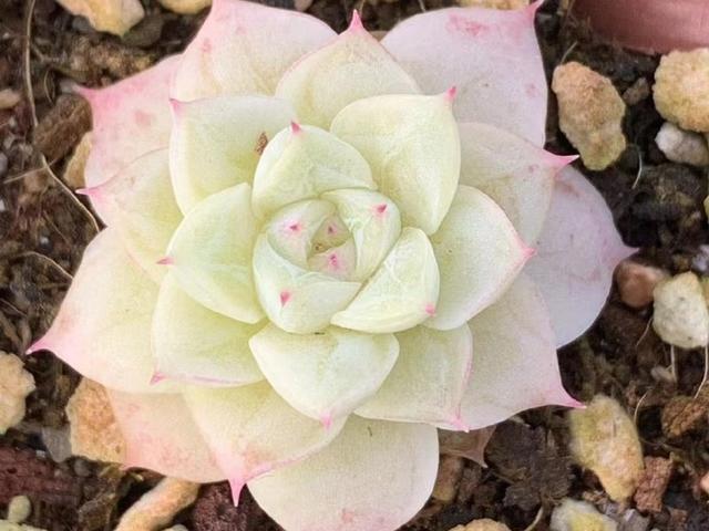 玫瑰|女王玫瑰,我拥有小小的一颗就很知足了,有花友已经养成了手捧花