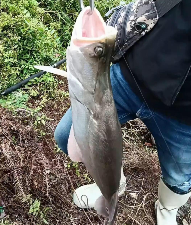 |七星刀鱼广东开始泛滥? 佛山钓友路到4.6斤七星刀, 谁又开始乱放生