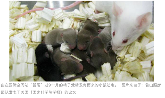 人类能在宇宙生孩子吗?美俄进行的太空交配实验,结果有些意外