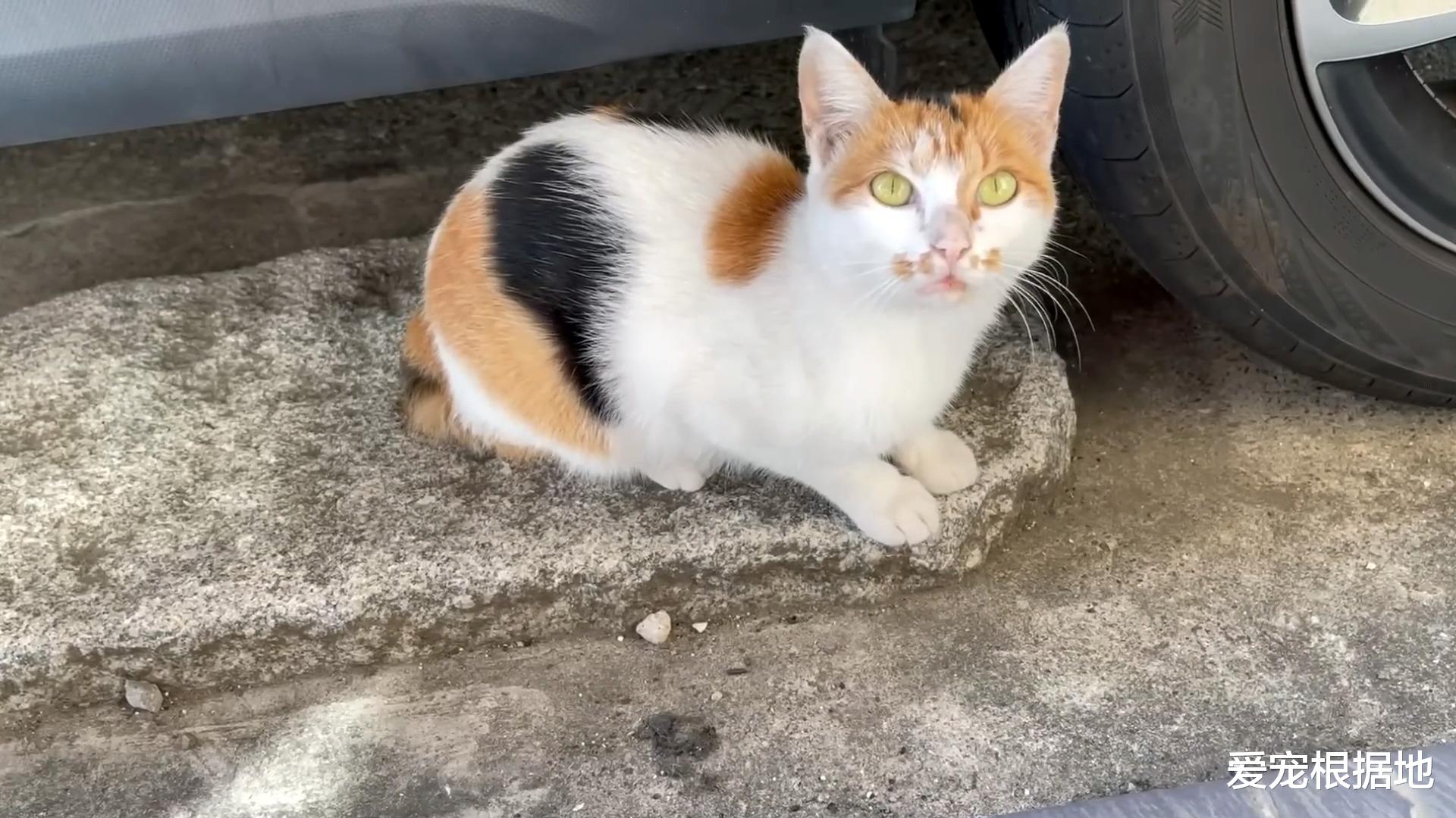 流浪猫如何成为宠物猫？跟踪它们的主人，每天赖在他家门口不离开