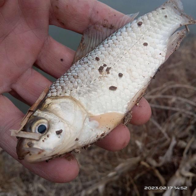|初春野钓：钓深钓浅要灵活，这样钓渔获很理想