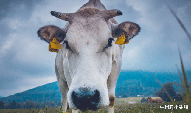 属牛|吉兆将至好运抵达,属牛人成为幸运的宠儿,迎来福气好时光