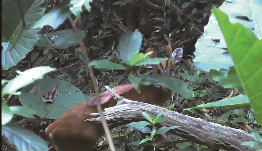 广州发现“黄猄”,头如麒麟,长有獠牙,叫声似狗吠,打架用嘴咬