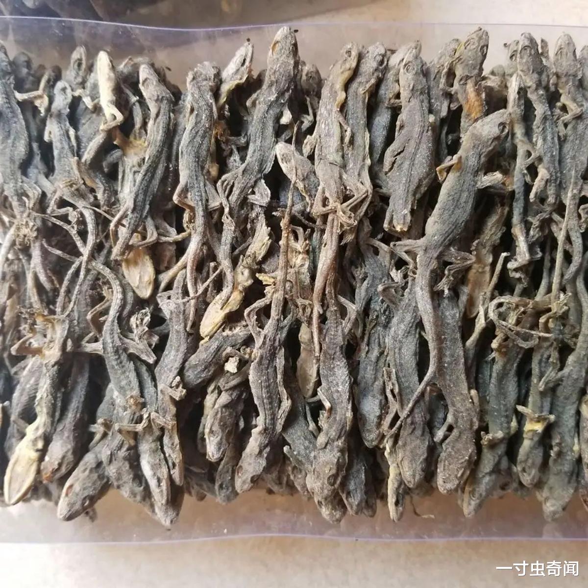 壁虎没毒,为啥还有人吞壁虎后死亡?壁虎是如何混进“五毒”中的