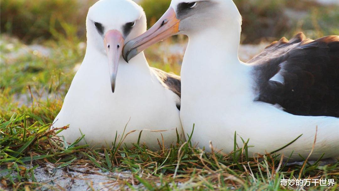 信天翁是最伟大的“飞行员”吗？它是否又像传说中那么忠贞？
