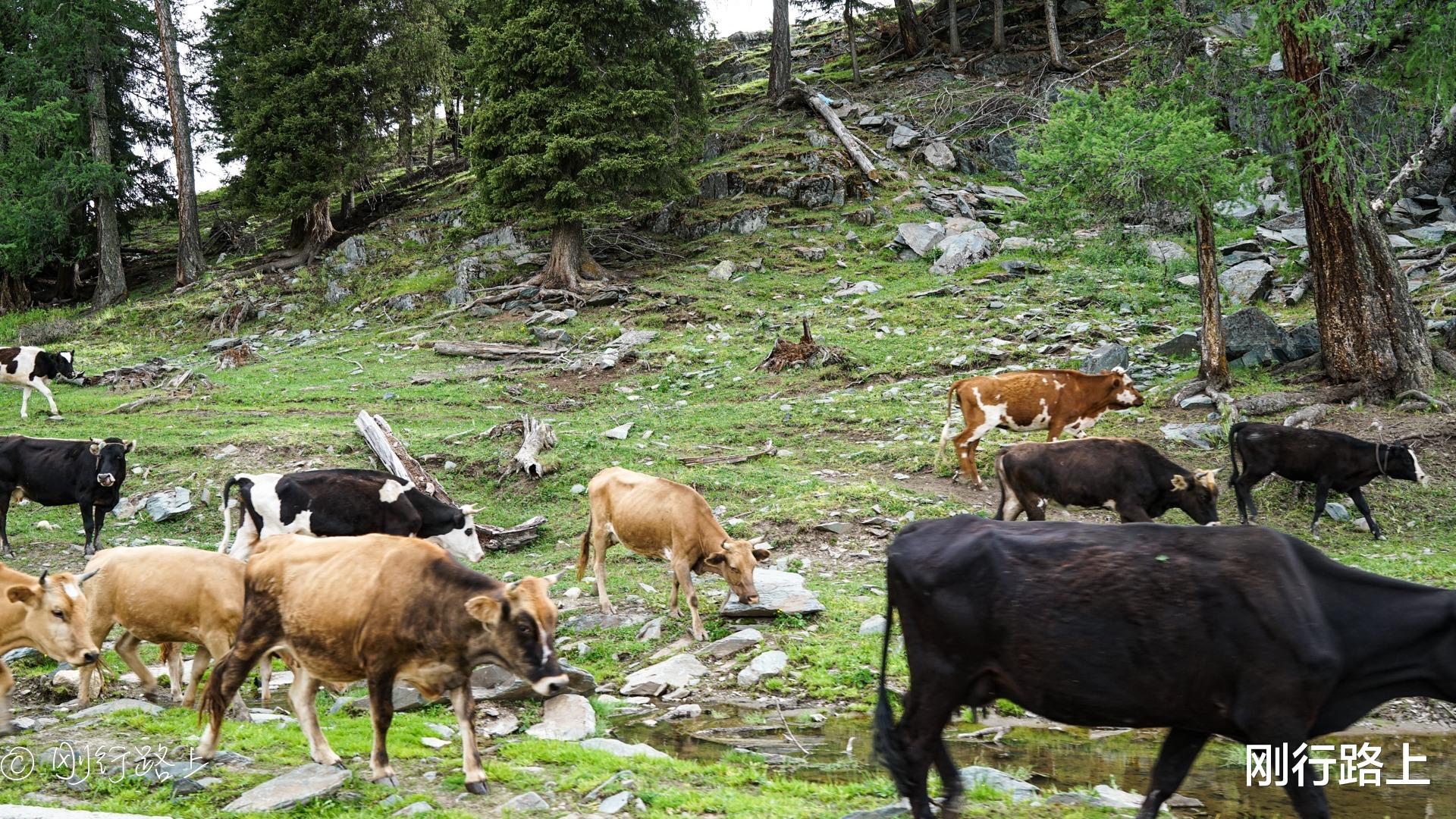 昆明|北疆旅行的精华：喀纳斯地质公园，被誉为“神的后花园”